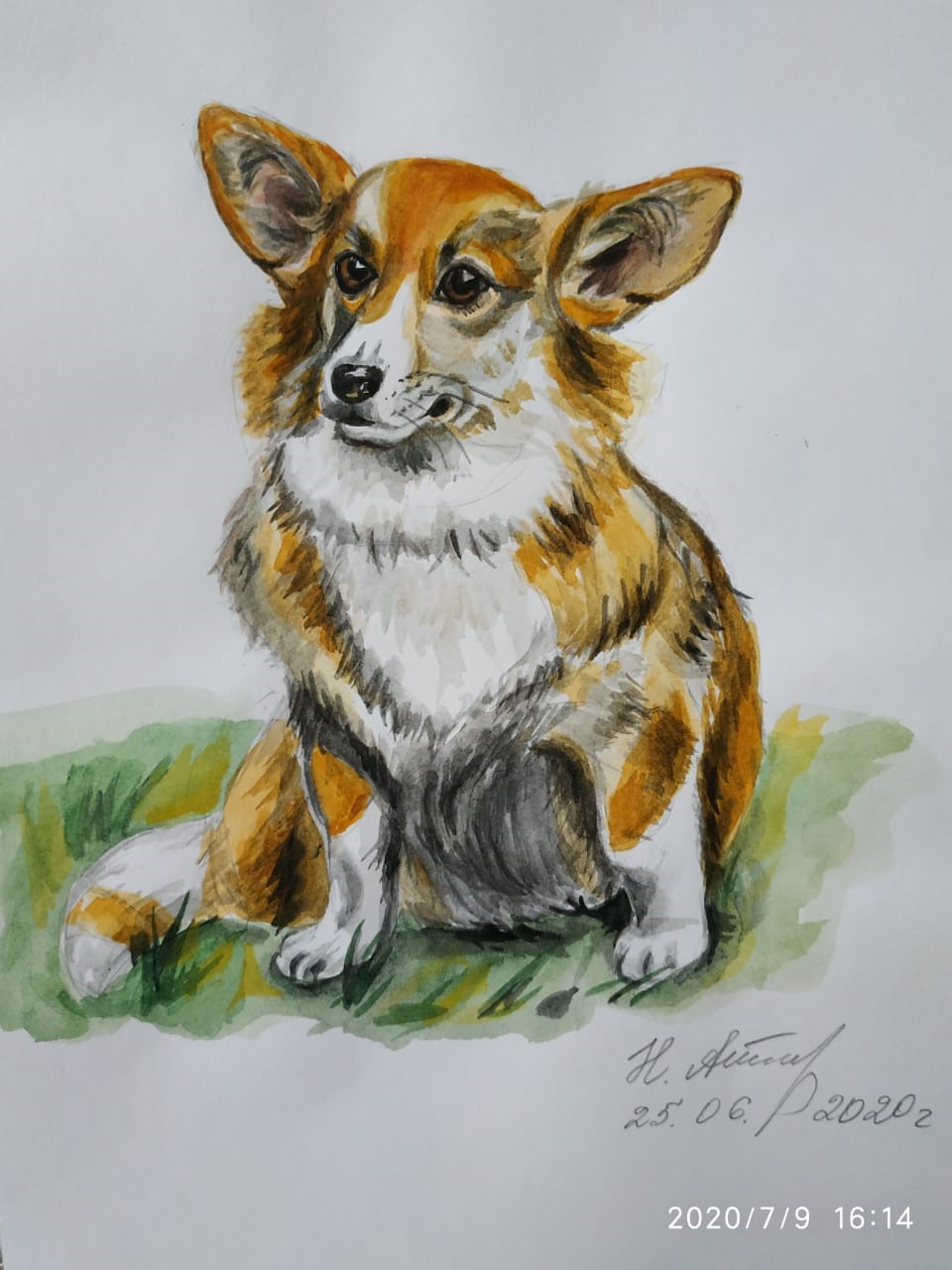 Корги